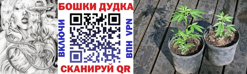 Бошки Шишки семена  что такое наркотик  hydra онион  Любань 
